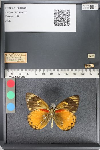 Media type: image;   Entomology 131800